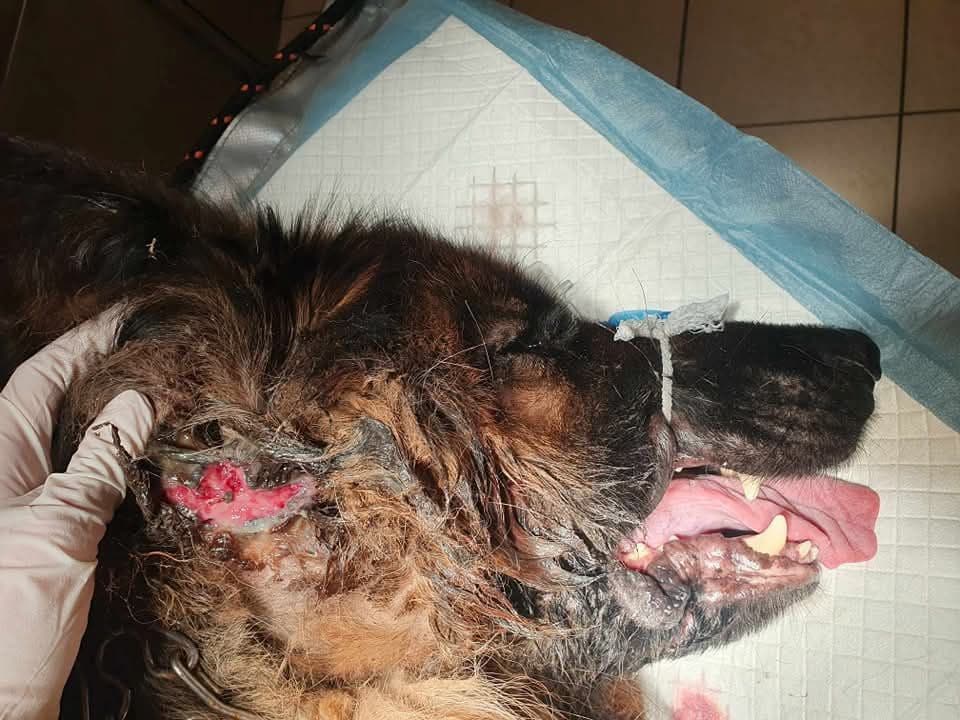 Pluto przed leczeniem